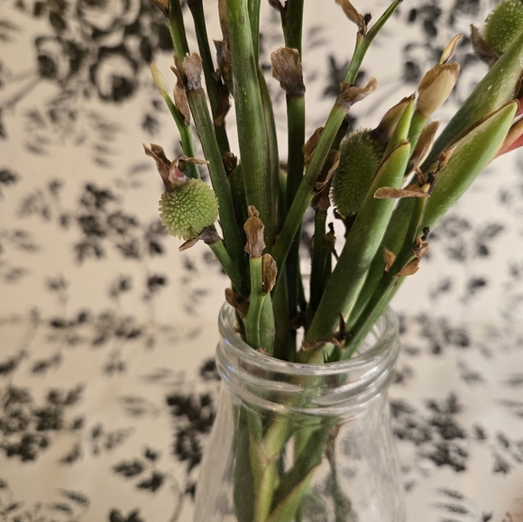 Canna seed st1-st8 - Picture 6 of 6